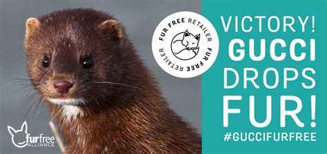 gucci guilty cruelty free|why is Gucci fur free.